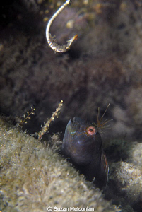 Ba ba ba Blenny and da Hook! (sing it to Benny and the Jets) by Suzan Meldonian 